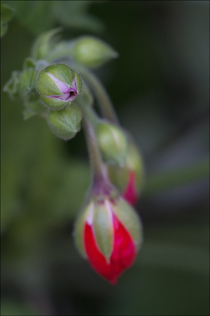 Macro Buds in Winter