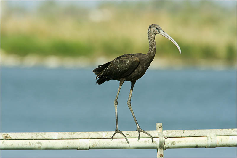 Glossy Ibis with Winter Plumage