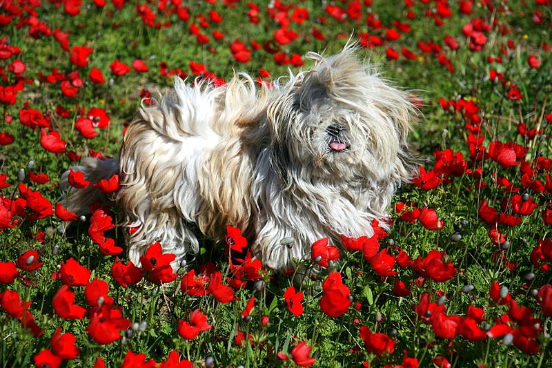 Windswept