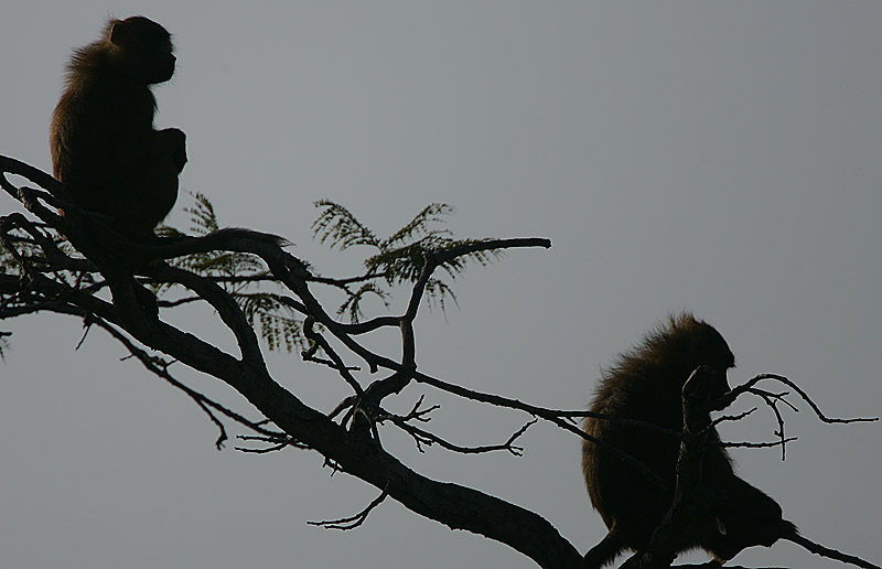 Guinea Baboons at first light