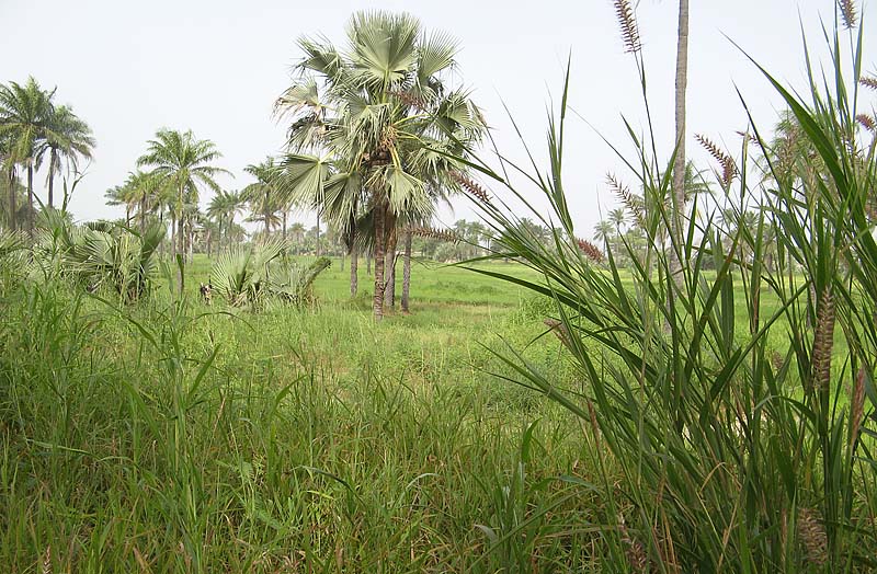 Kotu area