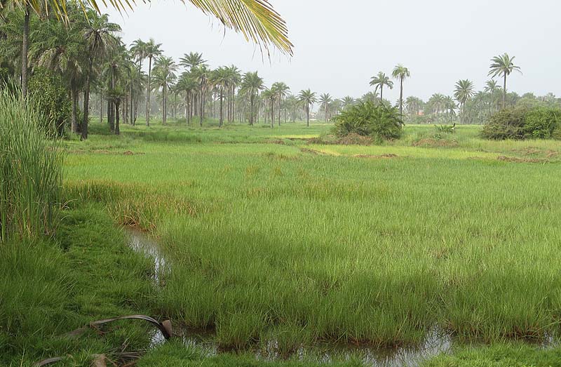 Kotu Rice Fields 