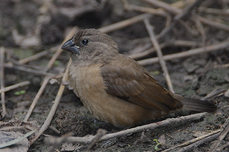 Bronze Mannikin (Lonchura cucullata) immature