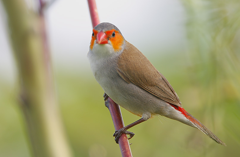 Orange-cheeked Waxbill (Estrilda melpoda)