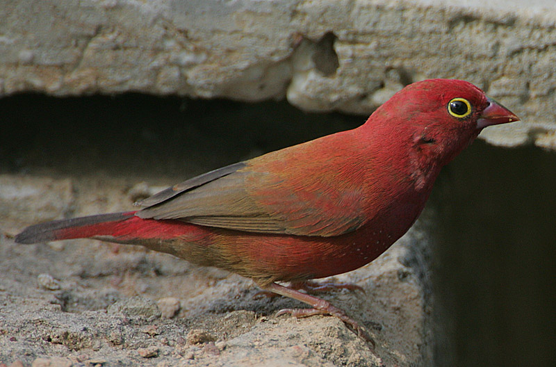 Red-billed Firefinch (Lagonosticta senegala) male