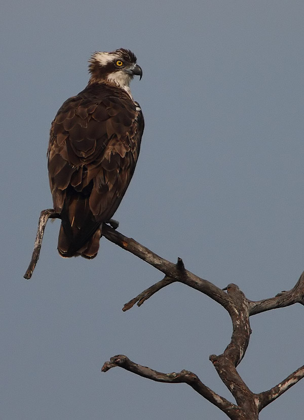 Osprey (Pandion haliaetus)