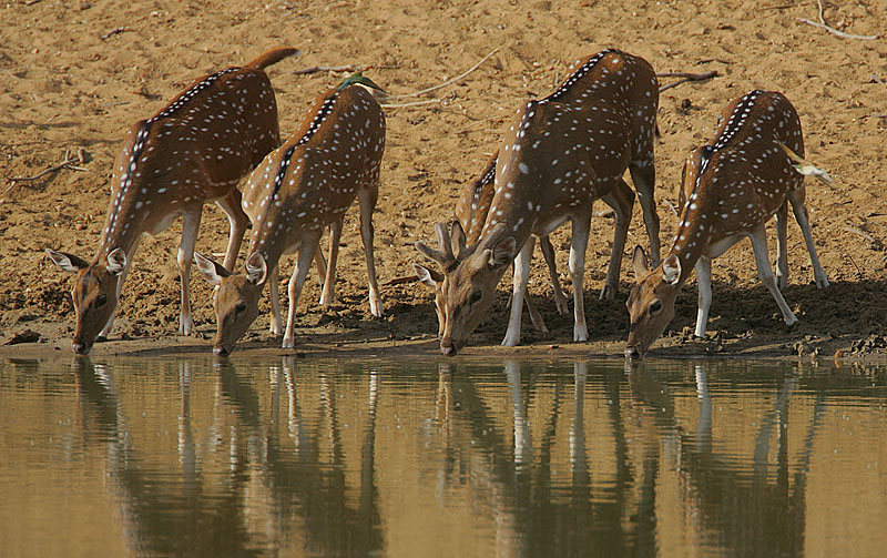 Spotted Deer drinking
