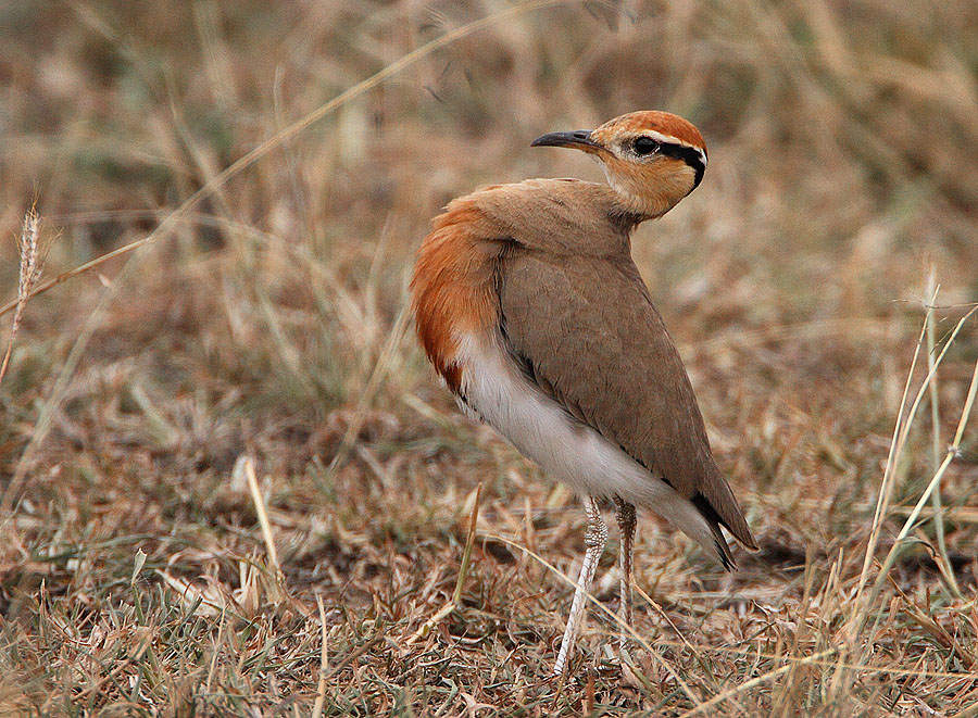 Temmincks Courser (Cursorius temminckii)