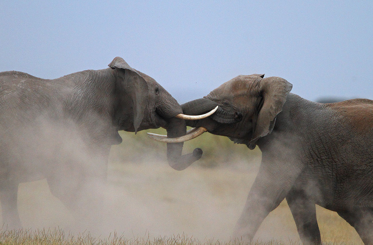 Battling Giants