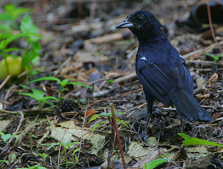 WHITE-LINED TANAGER MALE