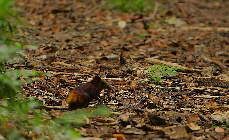 Golden-rumped Sengi alert to danger