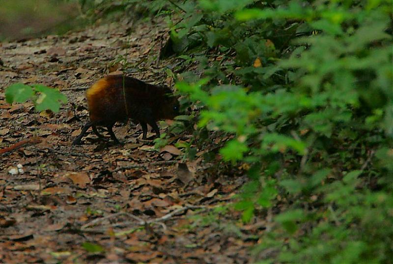 Golden-rumped Sengi foraging