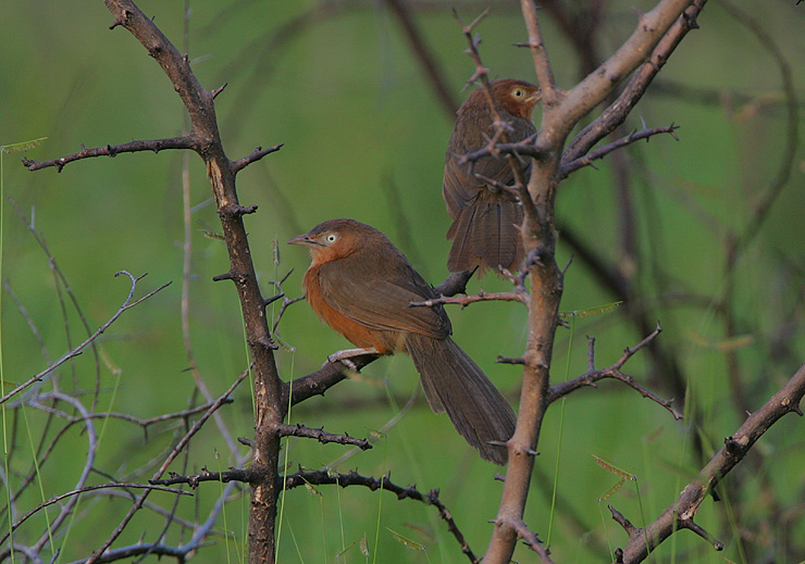 Rufous Chatterer pair (Turdoides rubiginosus)