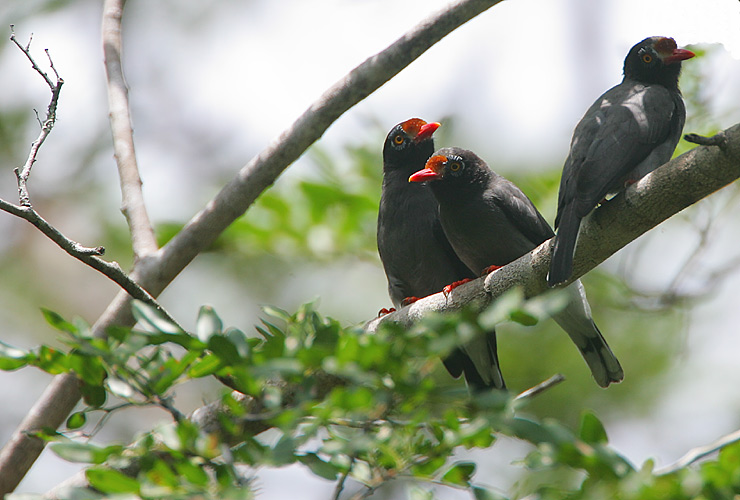 Chestnut-fronted Helmet-Shrikes (Prionops scopifrons kirki)