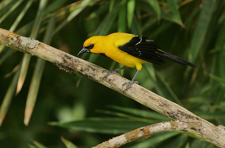 Yellow Oriole (Icterus nigrogularis)