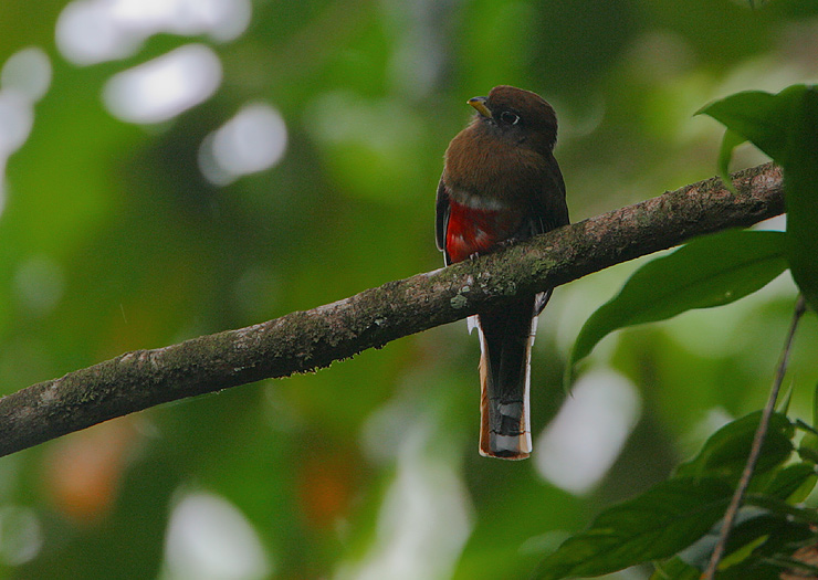 Collared Trogon (Trogon collaris) female