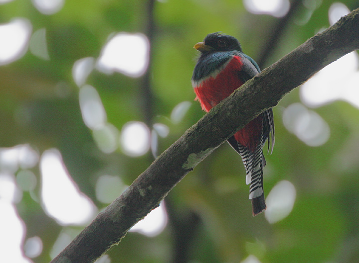 Collared Trogon (Trogon collaris) male