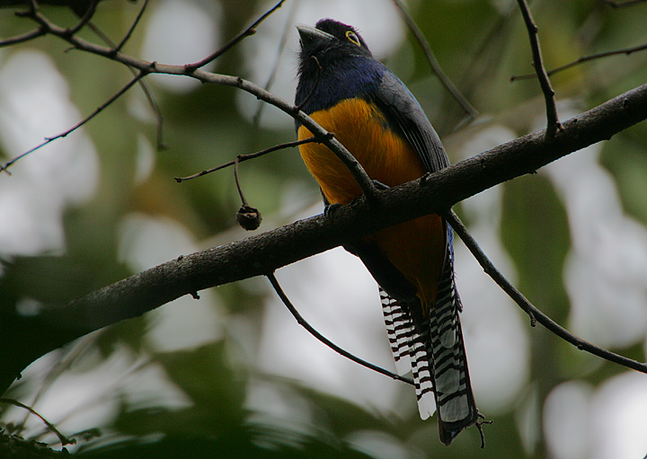 Violaceous Trogon (Trogon violaceus) male