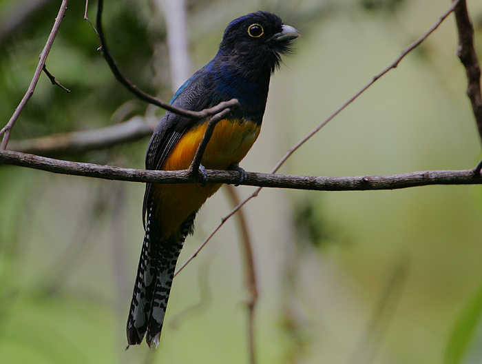 Violaceous Trogon (Trogon violaceus) male
