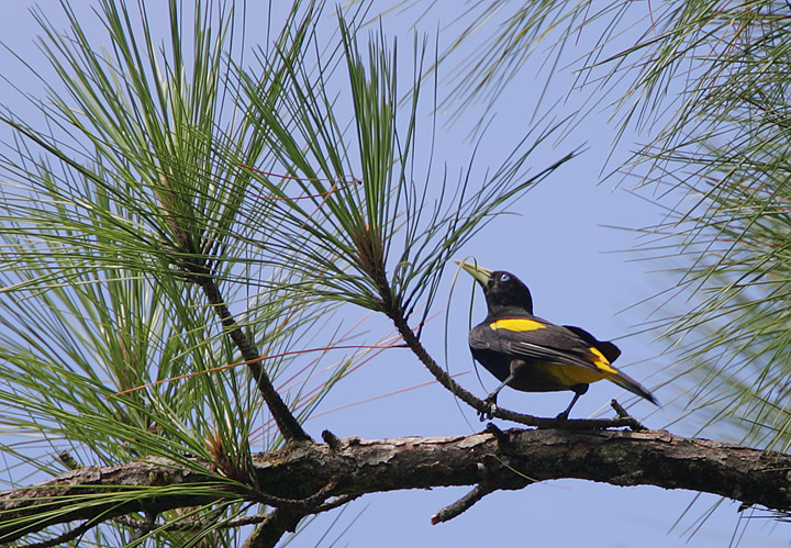 Yellow-rumped Cacique (Cacicus cela)