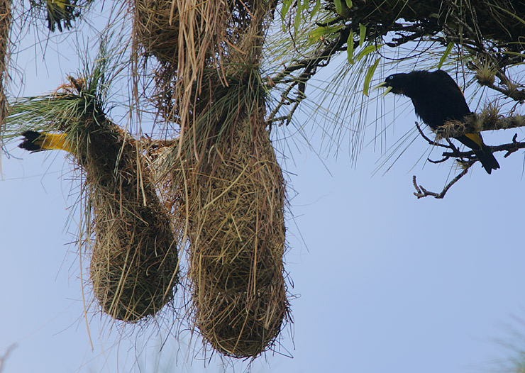 Yellow-rumped Cacique (Cacicus cela)