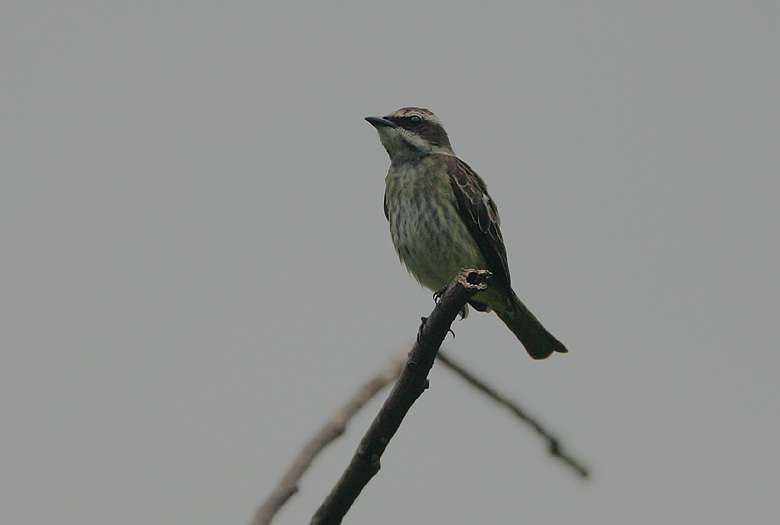 Piratic Flycatcher (Legatus leucophaius)