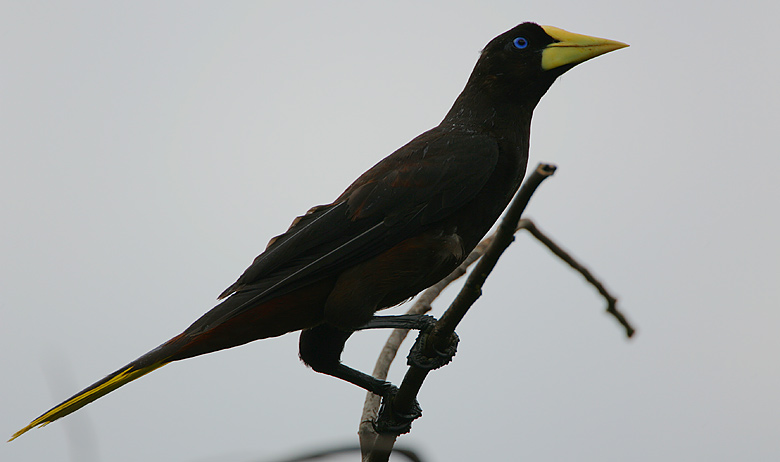 Crested Oropendola (Psarocolius decumanus)
