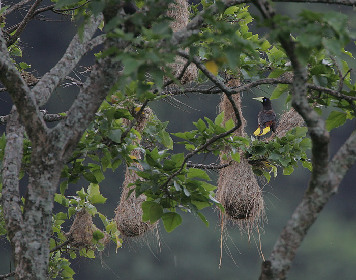 Crested Oropendola (Psarocolius decumanus) nests
