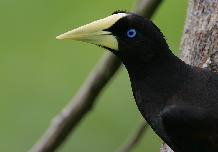 Crested Oropendola (Psarocolius decumanus) headshot