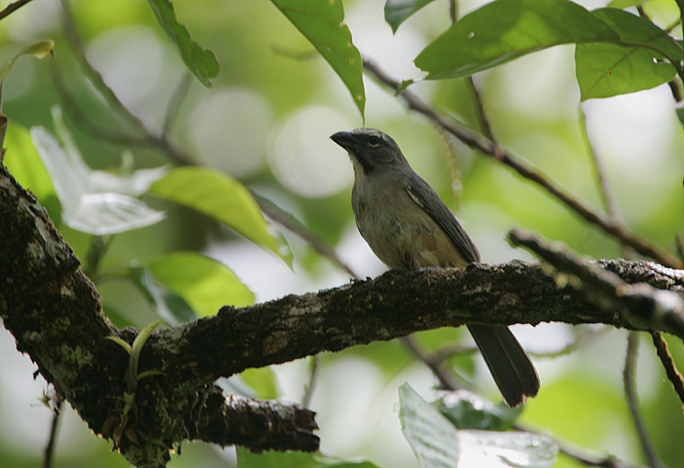Grayish Saltator (Saltator coerulescens)