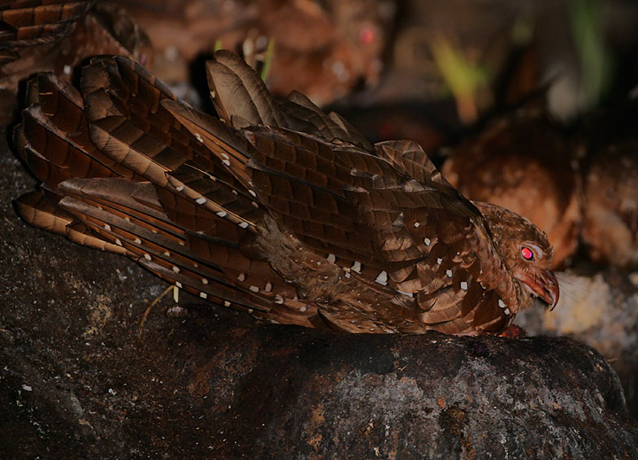 Oilbird (Steatornis caripensis)