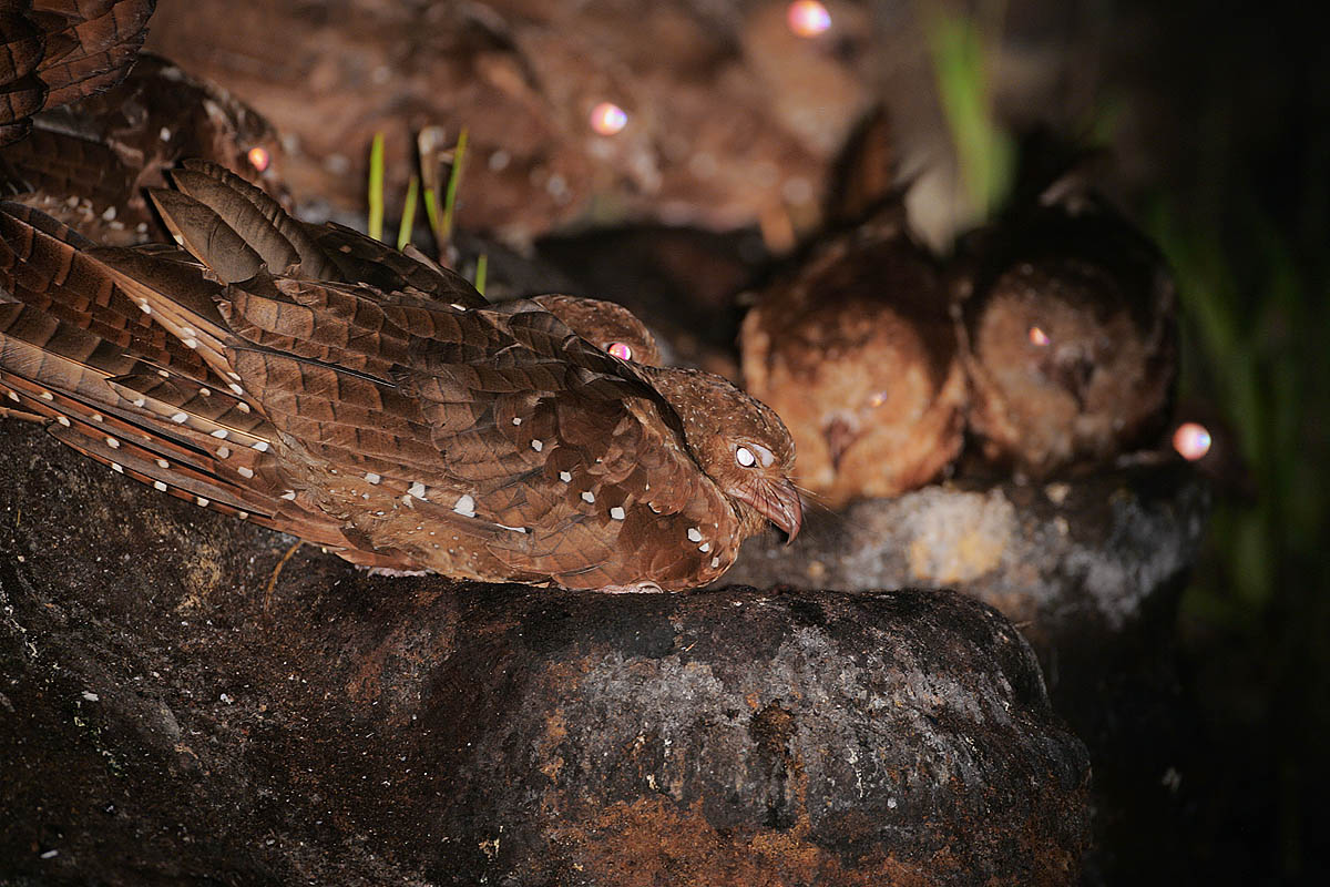 Oilbirds (Steatornis caripensis)
