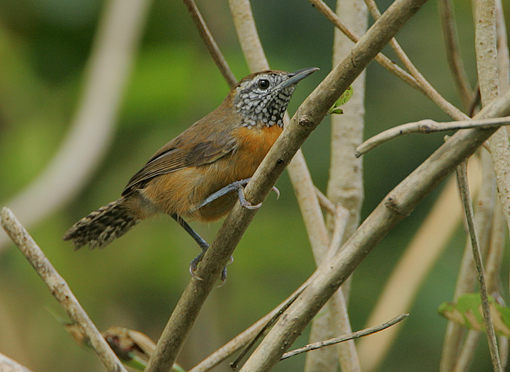 Rufous-breasted Wren (Thryothorus rutilus)