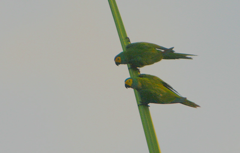 Red-bellied Macaws (Ara manilata) record shot