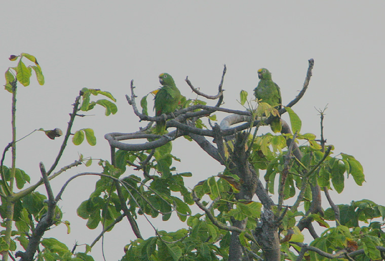 Yellow-crowned Parrots (Amazona ochrocephala) record shot