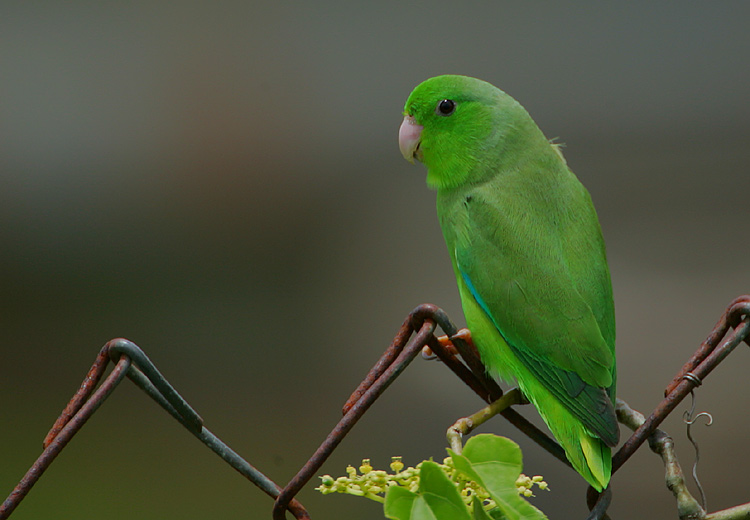Green-rumped Parrotlet (Forpus passerinus)