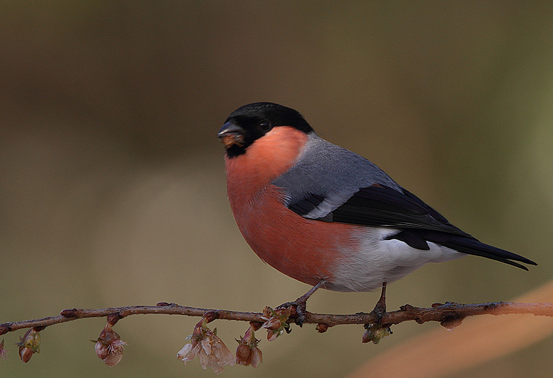 Male Bullfinch
