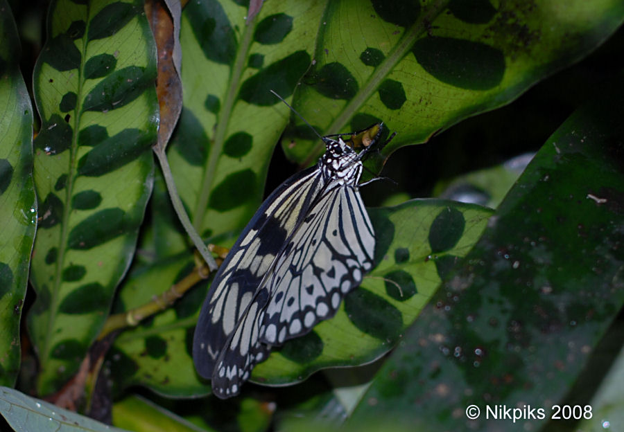 White Tree Nymph.jpg