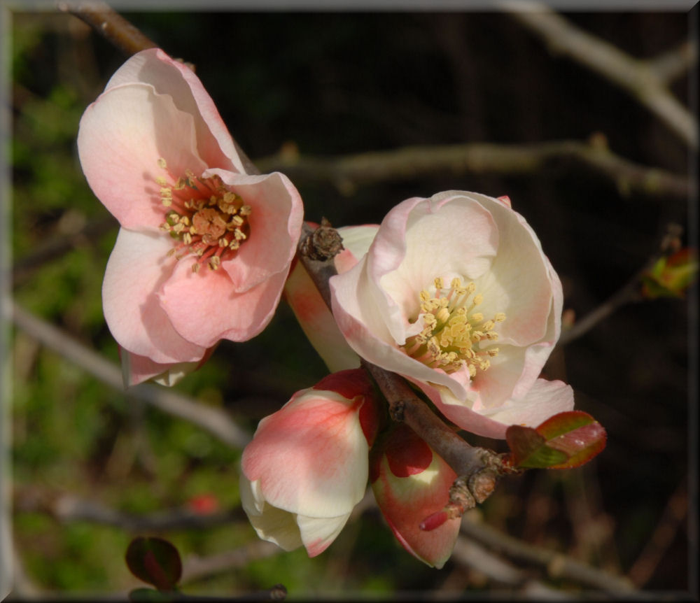 Quince Blossoms.