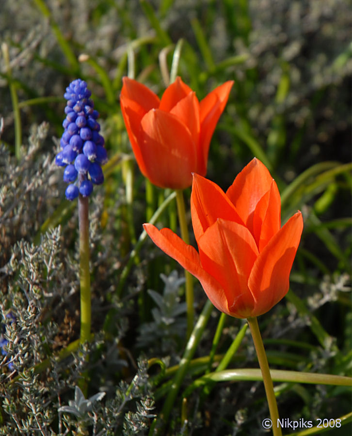 Tulips2.