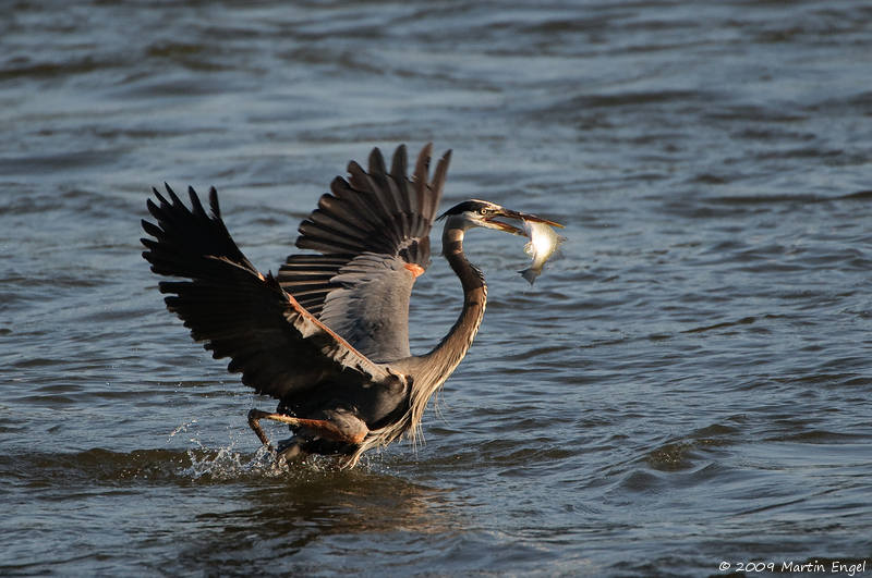 Great Blue Heron