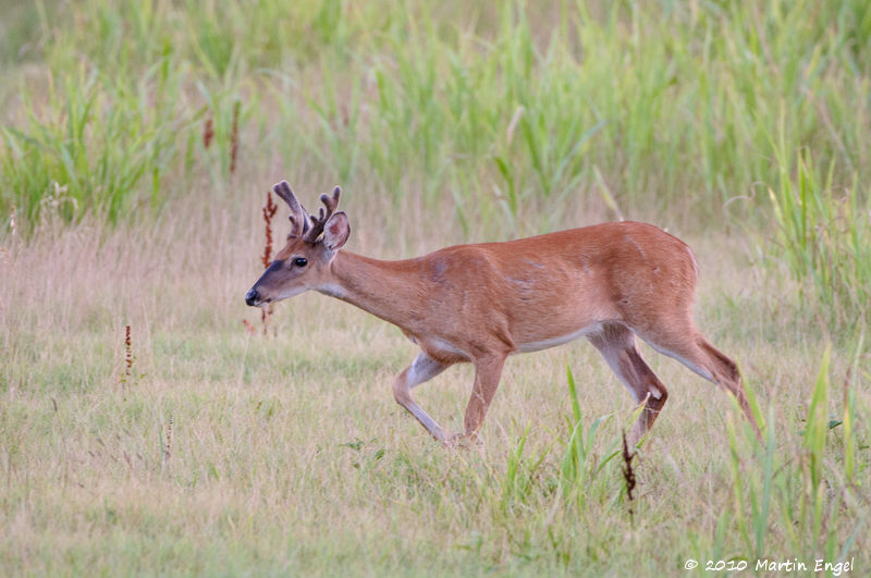 Whitetail Deer