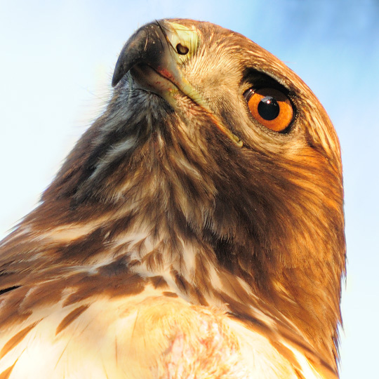 Red-tailed Hawk