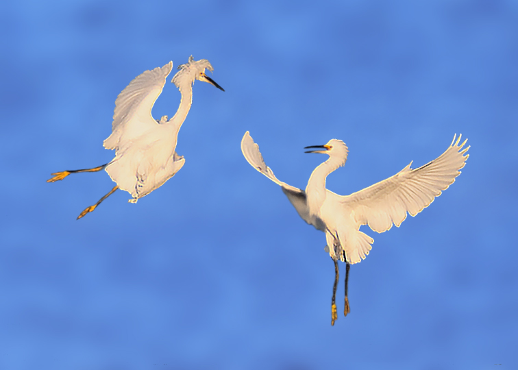 Snowy Egrets