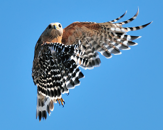 Red-shouldered Hawk