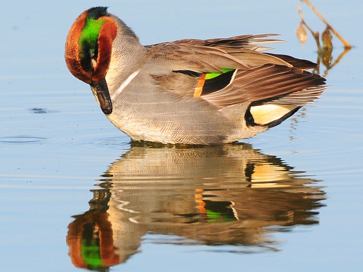 Green-winged Teal