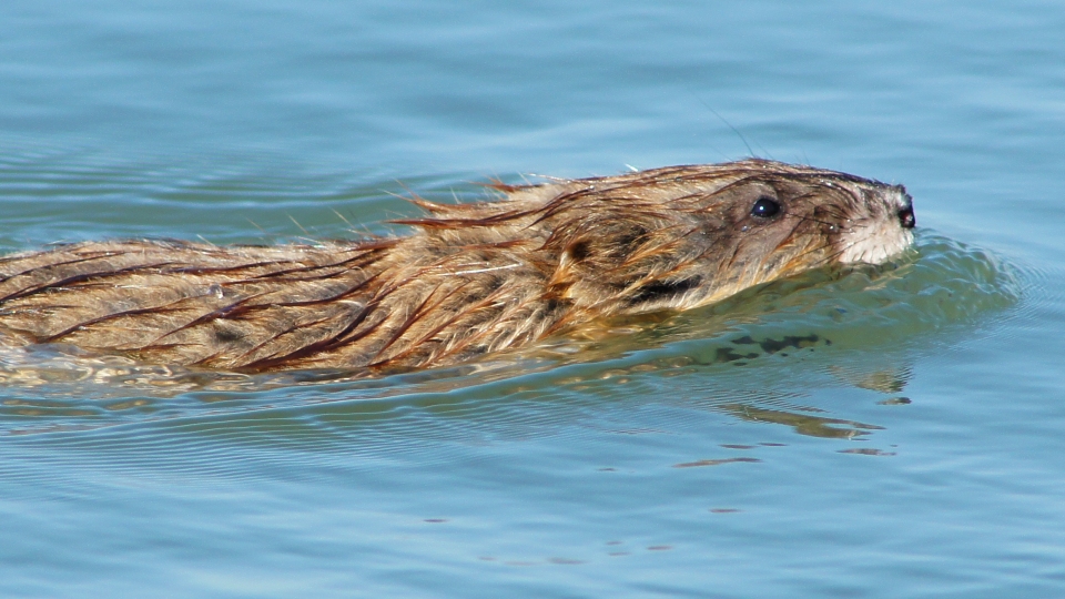 Muskrat