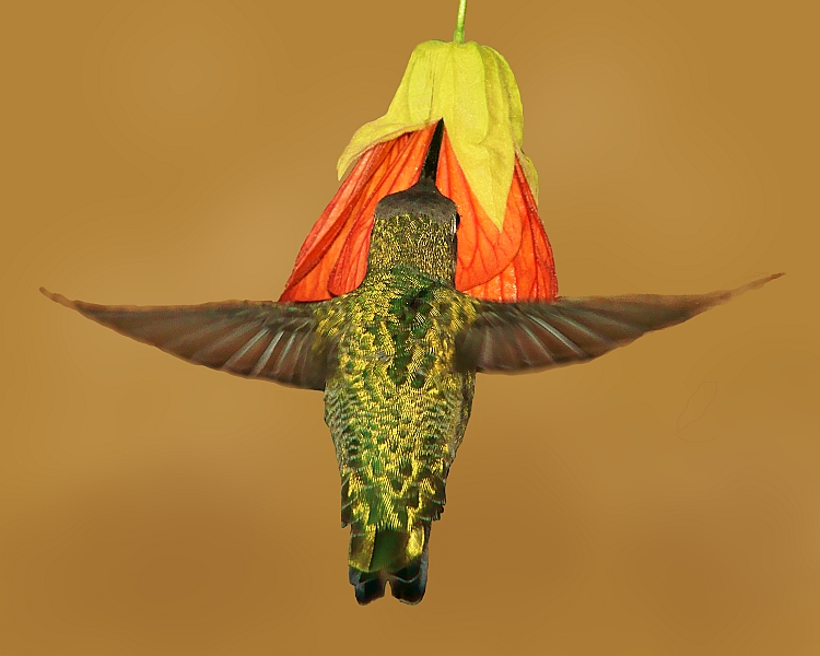 Annas Hummingbird