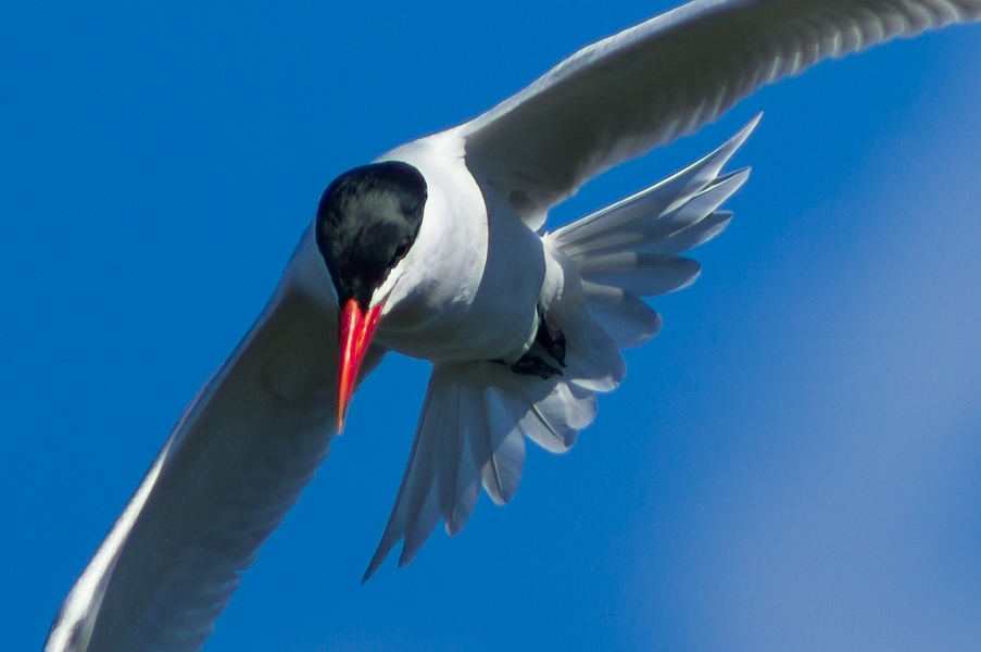 Caspian Tern