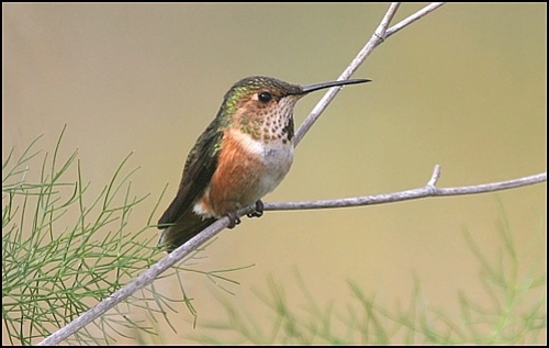 Allens Hummingbird female